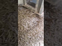 米の殻のパッキング機械が付いている縦の餌の製造所5Ton/Hの生物量リング ダイスの餌機械